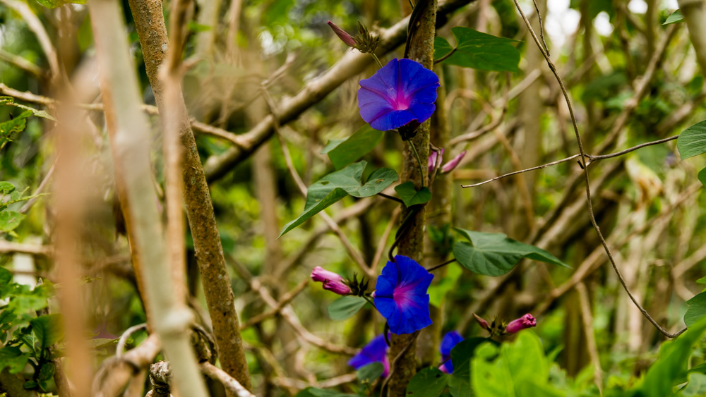 Jezioro Tamblingan Bali-16