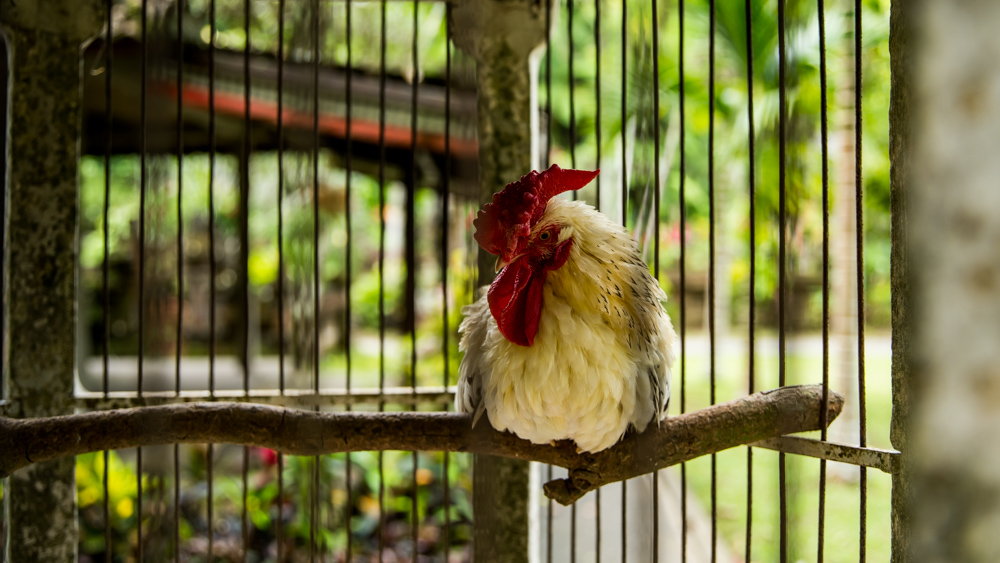 Świątynia Pura Gunung Kawi Sebatu-5